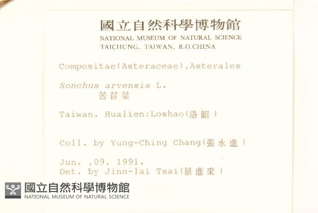 苦苣菜藏品圖，第2張