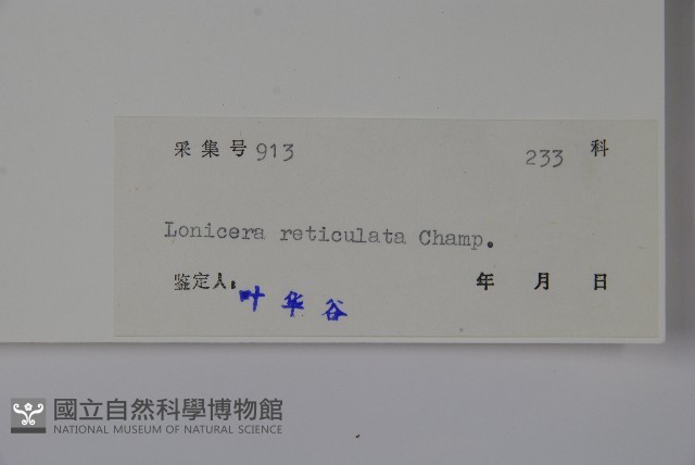 皺葉忍冬藏品圖，第2張