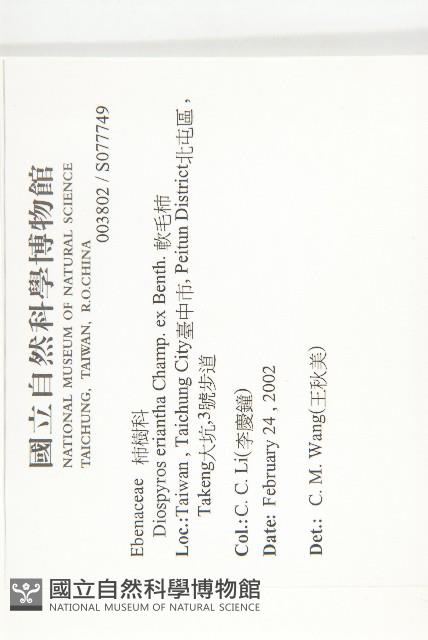 軟毛柿藏品圖，第2張