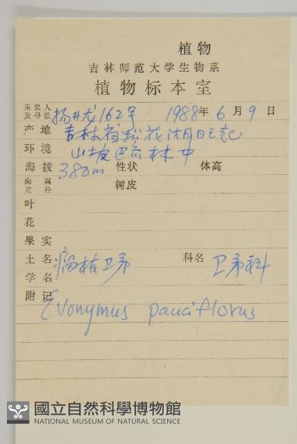 瘤枝衛矛藏品圖，第2張