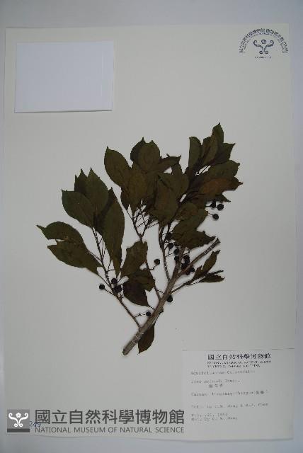 鐵冬青藏品圖，第1張