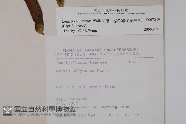 阿里山忍冬、漸尖葉忍冬藏品圖，第2張