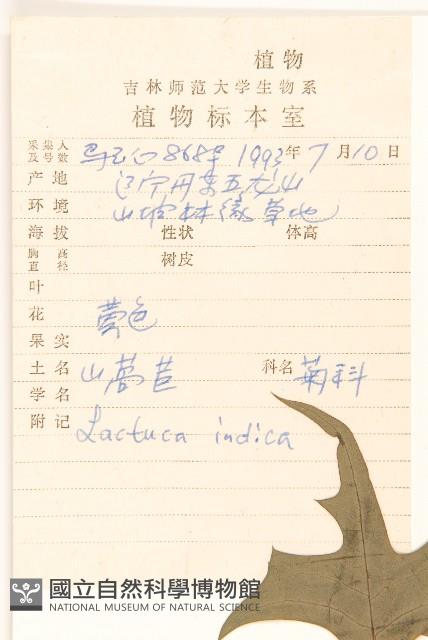 鵝仔草藏品圖，第2張