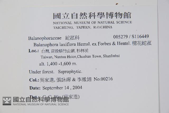 穗花蛇菰藏品圖，第2張