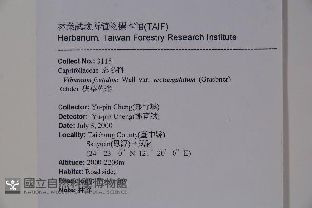 狹葉莢迷藏品圖，第2張