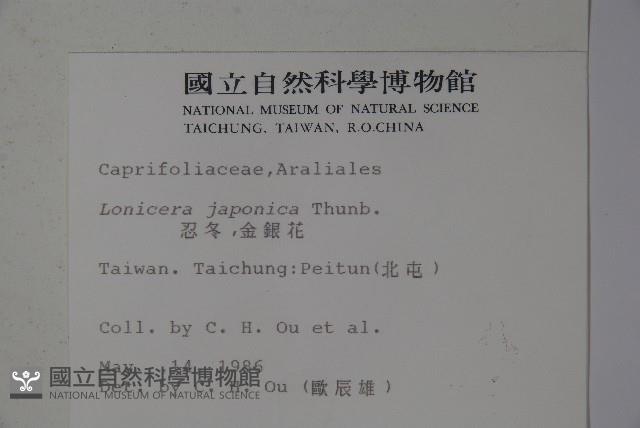 忍冬、金銀花藏品圖，第2張