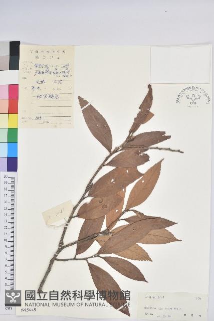 星刺栲、羅浮錐藏品圖，第1張