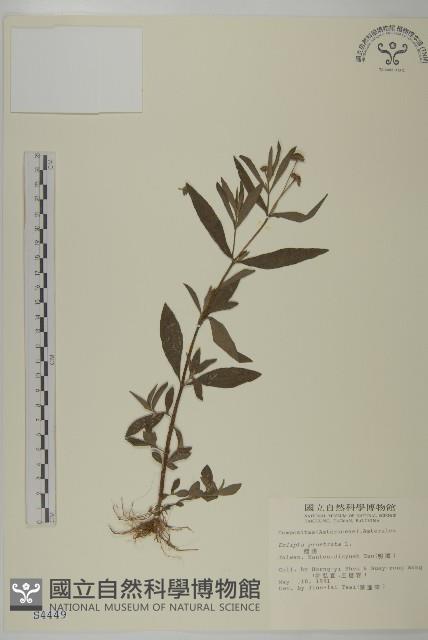 鱧腸藏品圖，第1張