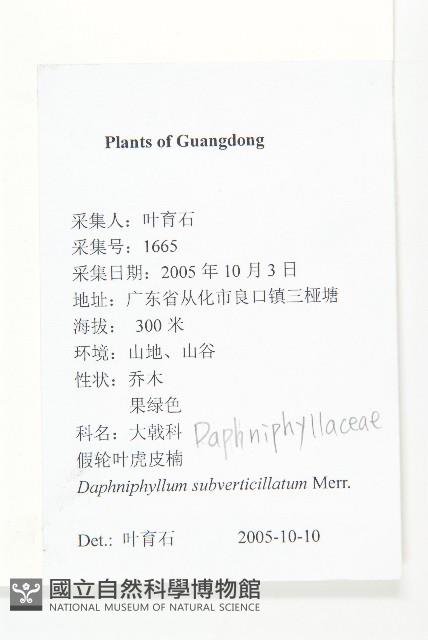 假輪葉虎皮楠藏品圖，第2張