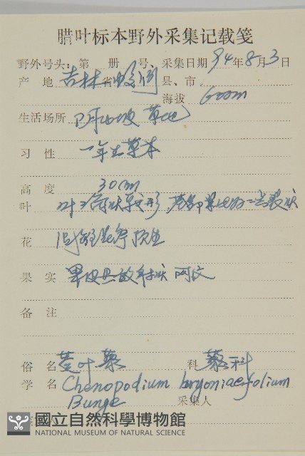 菱葉藜藏品圖，第2張