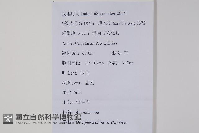 華九頭獅子草藏品圖，第2張