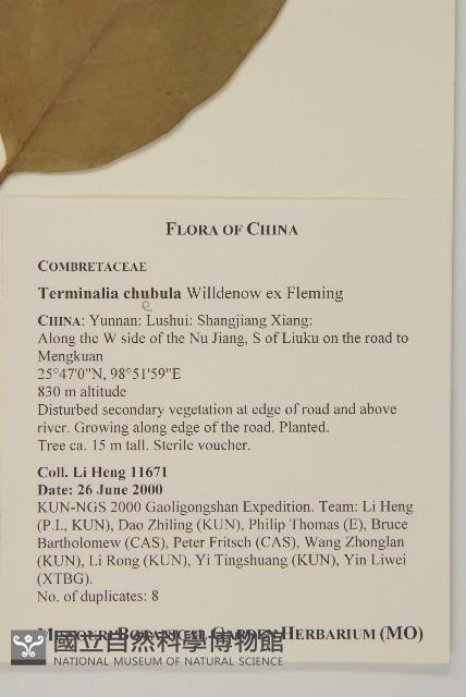 訶梨勒、訶子藏品圖，第2張