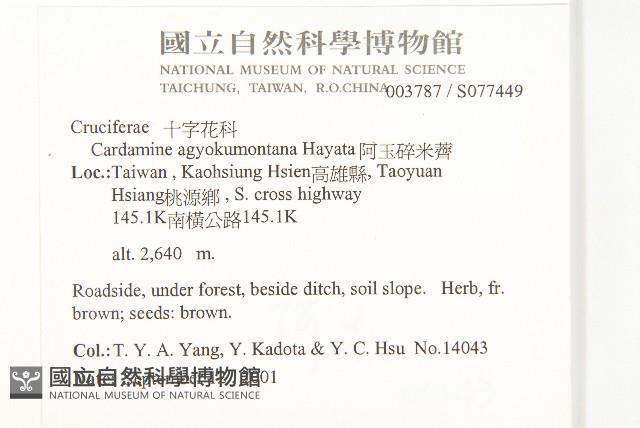 阿玉碎米薺藏品圖，第2張