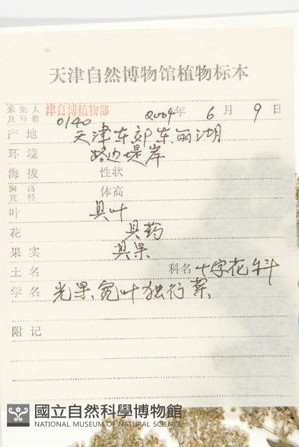 光果寬葉獨行菜藏品圖，第2張