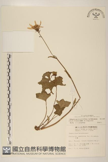 臺灣山菊藏品圖，第1張