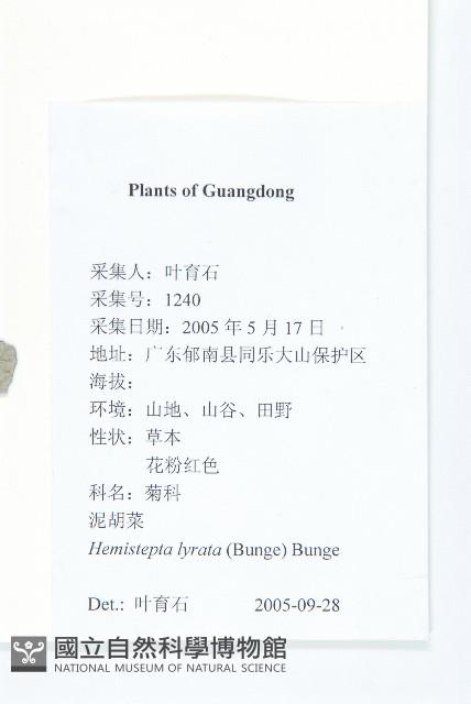 泥胡菜藏品圖，第2張