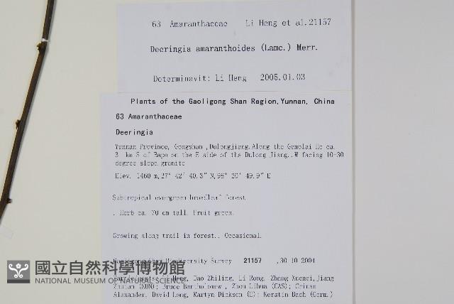 漿果莧、紐藤藏品圖，第2張