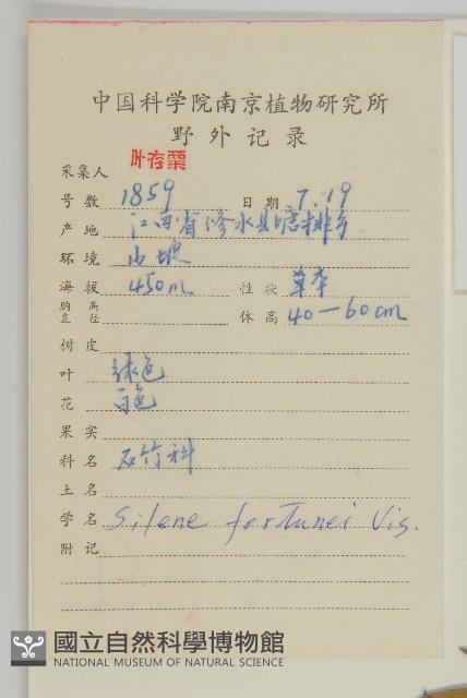 蠅子草藏品圖，第2張