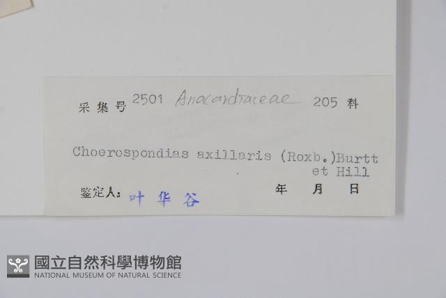 南酸棗藏品圖，第2張