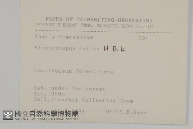 地膽草、毛蓮菜藏品圖，第2張