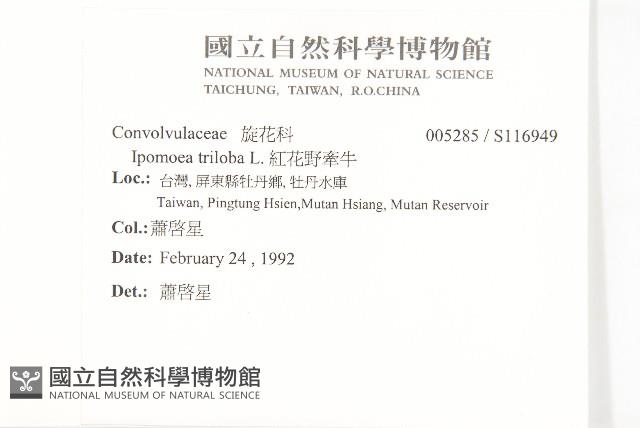 紅花野牽牛藏品圖，第2張