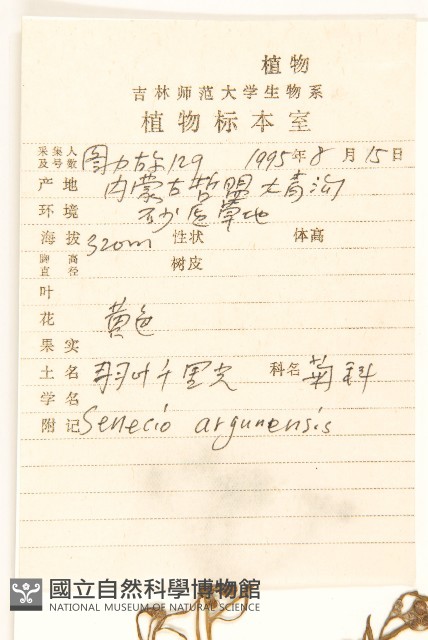 羽葉千里光藏品圖，第2張