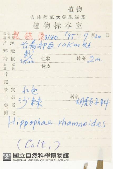 沙棘藏品圖，第2張