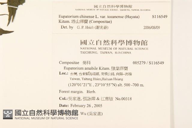 塔山澤蘭藏品圖，第2張