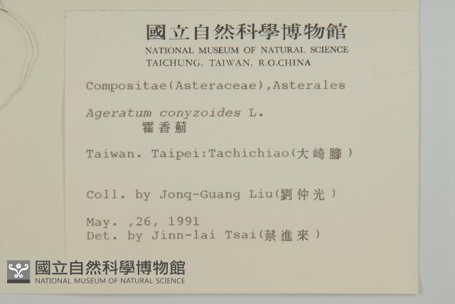 霍香薊藏品圖，第2張