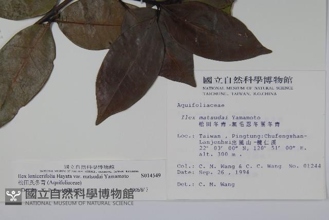 松田氏冬青藏品圖，第2張