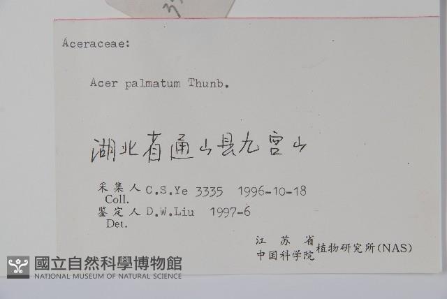 雞爪槭藏品圖，第2張