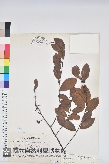 土密樹藏品圖，第1張