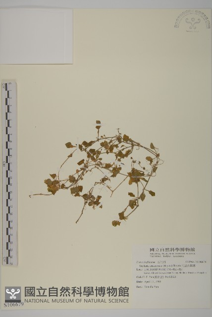 阿里山繁縷藏品圖，第1張