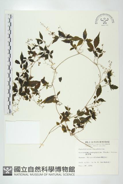 絞股藍藏品圖，第1張