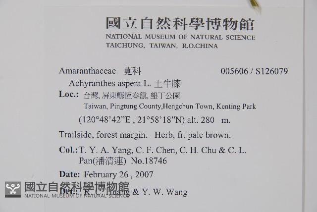 土牛膝藏品圖，第2張