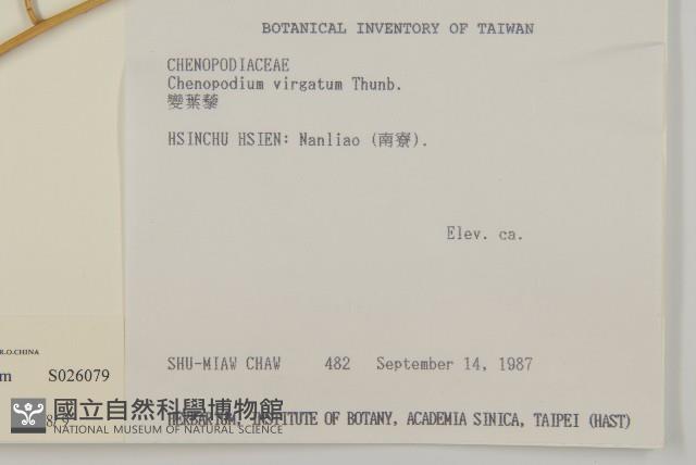 變葉藜藏品圖，第2張