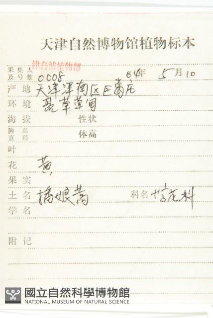 播娘蒿藏品圖，第2張