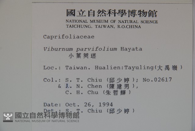 小葉莢迷藏品圖，第2張