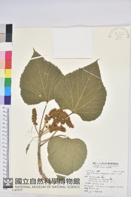 蟲屎藏品圖，第1張