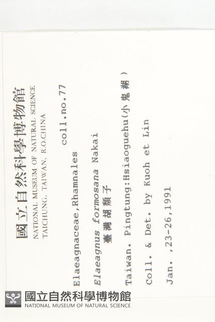 臺灣胡頹子藏品圖，第2張