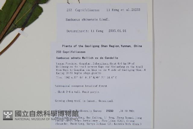 冇骨消藏品圖，第2張