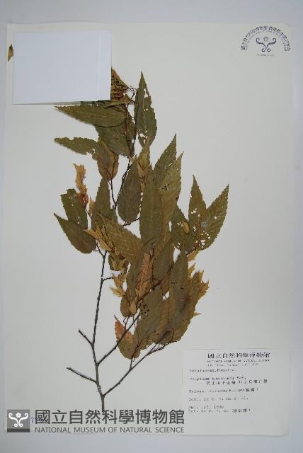 阿里山千金榆藏品圖，第1張