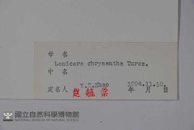 金花忍冬藏品圖，第2張