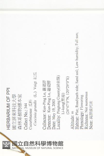 紅瓜藏品圖，第2張