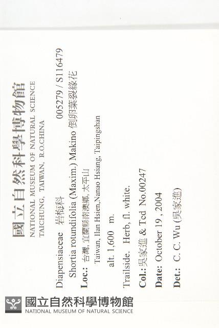 倒卵葉裂緣花藏品圖，第2張