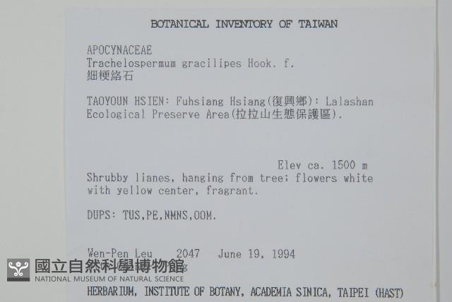 細梗絡石藏品圖，第2張