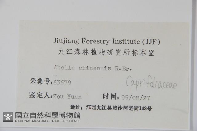 臺灣糯米條藏品圖，第2張