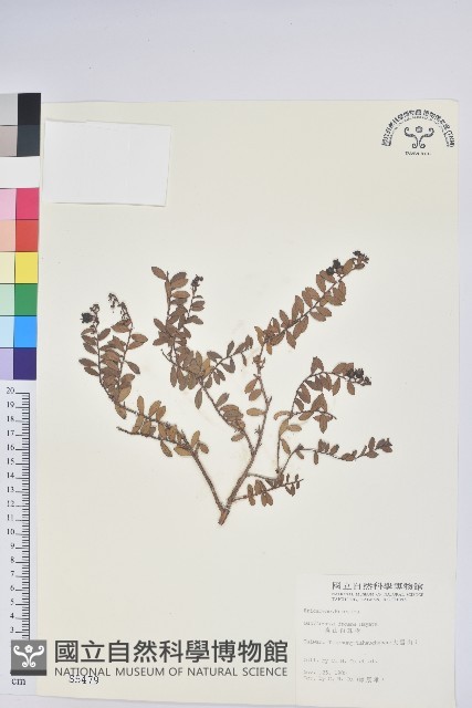 高山白珠樹藏品圖，第1張