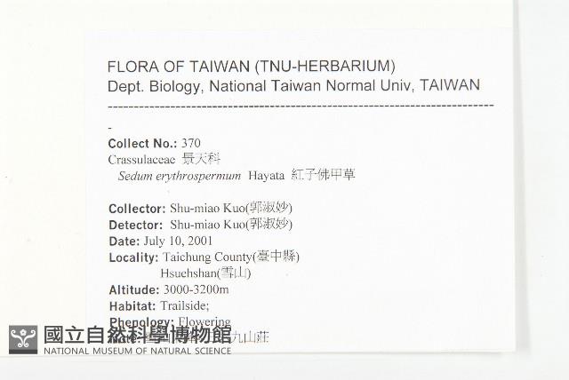 紅子佛甲草藏品圖，第2張