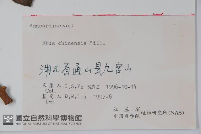 鹽膚木藏品圖，第2張